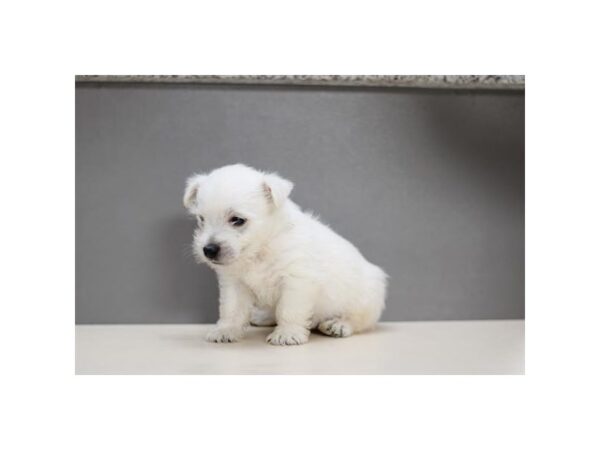 West Highland White Terrier Dog Female White 28538 Petland Lake St. Louis & Fenton, MO