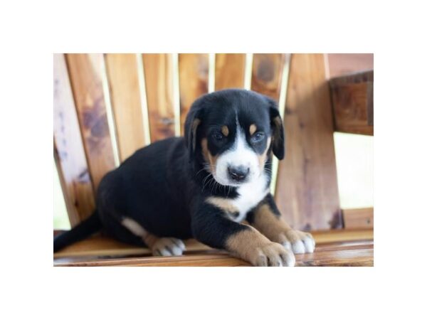 Greater Swiss Mountain Dog-Dog-Male-Black, White / Red-28541-Petland Lake St. Louis & Fenton, MO