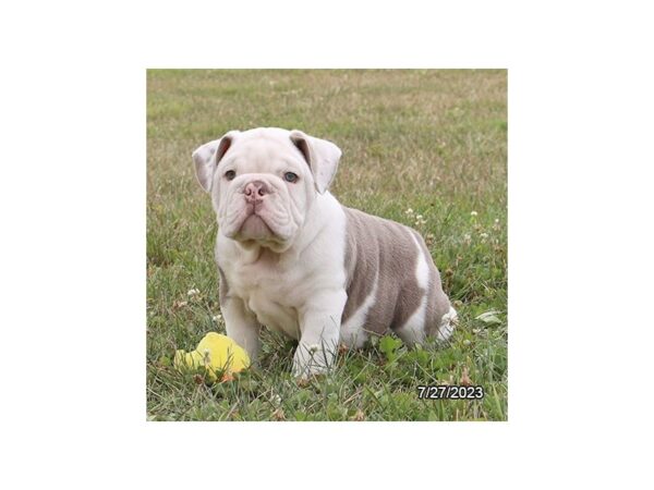 English Bulldog-Dog-Male-Lilac / White-1280-Petland Lake St. Louis & Fenton, MO