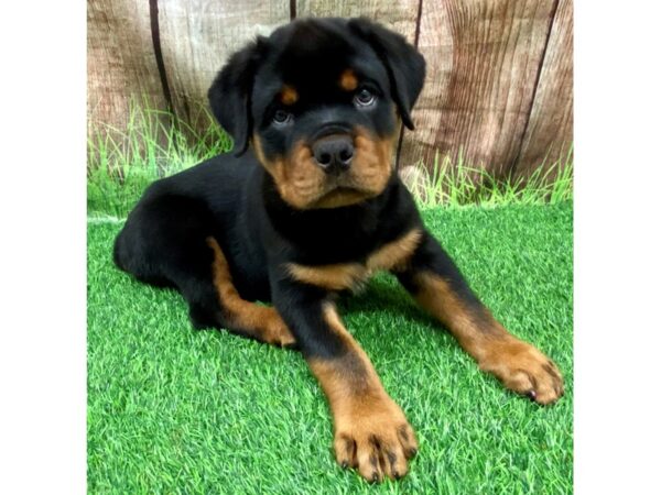 Rottweiler-Dog-Male-Black / Tan-4228877-Petland Lake St. Louis & Fenton, MO