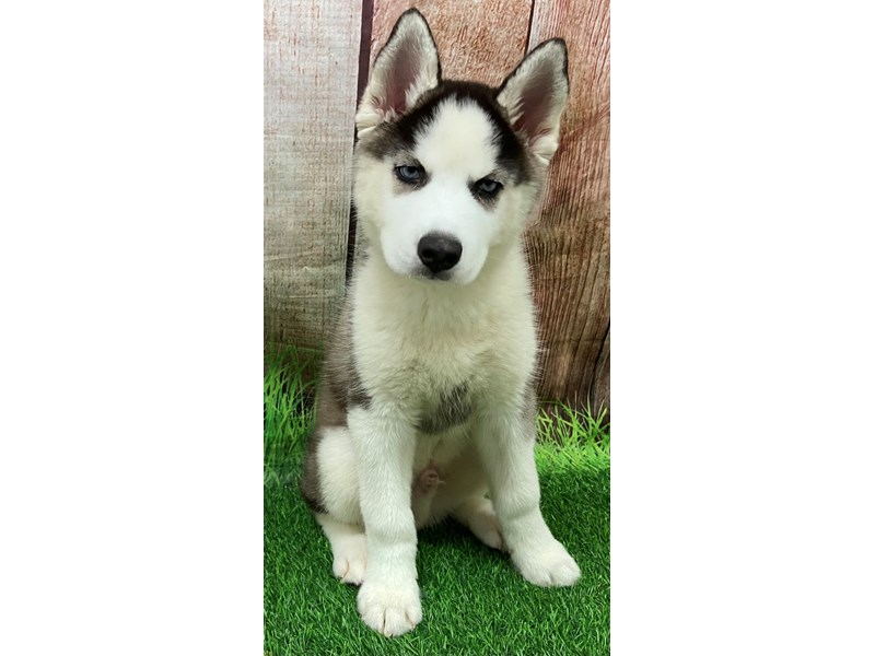 Siberian Husky Dog Male Black / White 28537