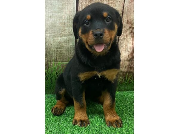 Rottweiler-Dog-Female-Black / Tan-28535-Petland Lake St. Louis & Fenton, MO