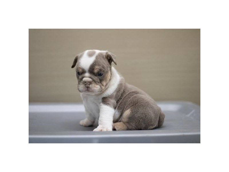 English Bulldog Dog Female Lilac 28556