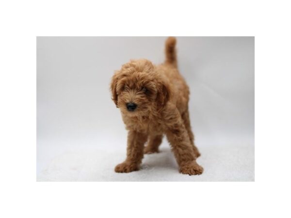 Mini Goldendoodle-Dog-Female-Red-28563-Petland Lake St. Louis & Fenton, MO