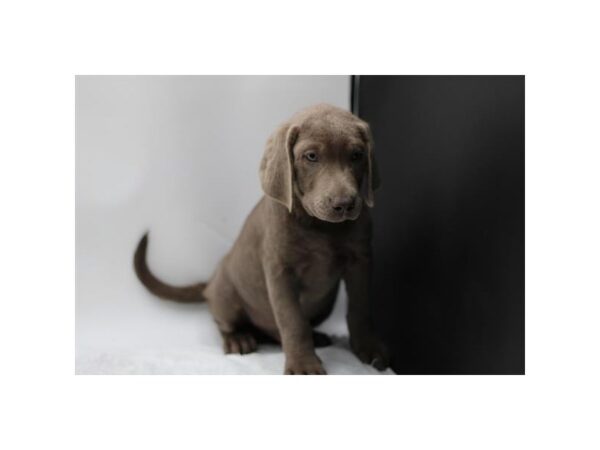 Labrador Retriever-Dog-Male-Silver-28560-Petland Lake St. Louis & Fenton, MO