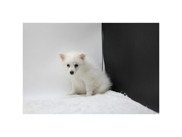 American Eskimo Dog-Dog-Female-White-28555-Petland Lake St. Louis & Fenton, MO