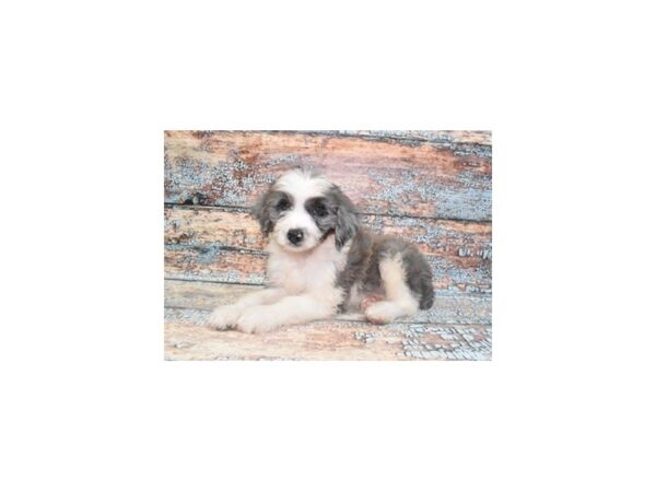 Mini Aussiedoodle Dog Male Merle 28570 Petland Lake St. Louis & Fenton, MO