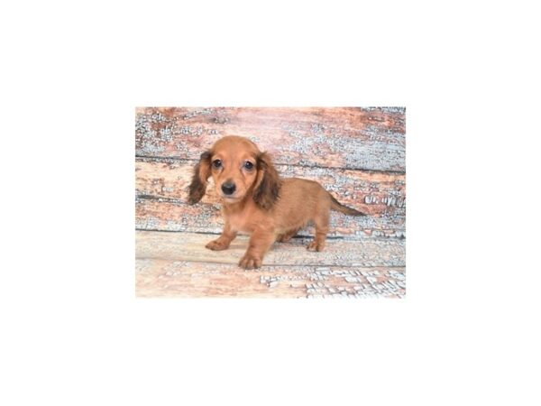 Dachshund-Dog-Female-Red-28565-Petland Lake St. Louis & Fenton, MO