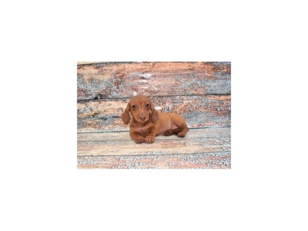 Dachshund-Dog-Female-Red-1324-Petland Lake St. Louis & Fenton, MO