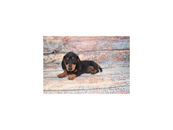 Dachshund-Dog-Male-Black and Tan-1292-Petland Lake St. Louis & Fenton, MO