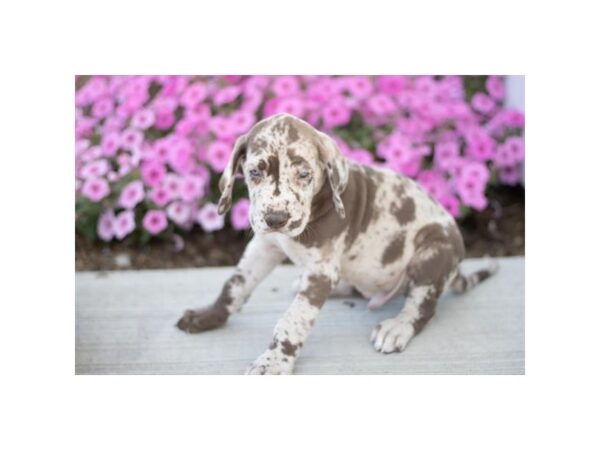 Great Dane-Dog-Male-Chocolate Merle-1298-Petland Lake St. Louis & Fenton, MO