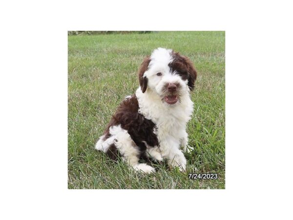 Portuguese Water Dog-Dog-Female-Brown / White-28579-Petland Lake St. Louis & Fenton, MO
