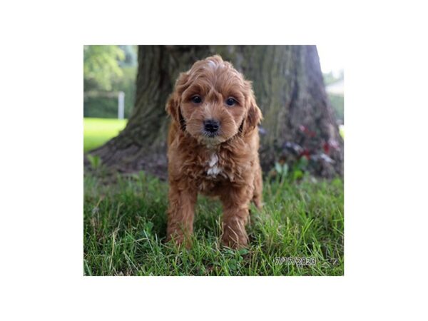 Goldendoodle Mini F1 Dog Male Red 28578 Petland Lake St. Louis & Fenton, MO