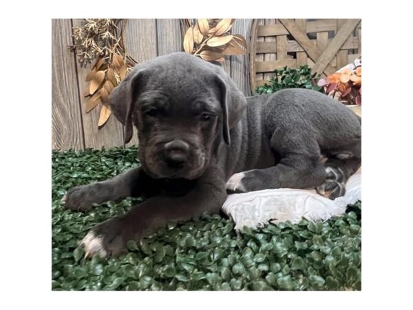 Cane Corso-Dog-Female-Blue-28586-Petland Lake St. Louis & Fenton, MO