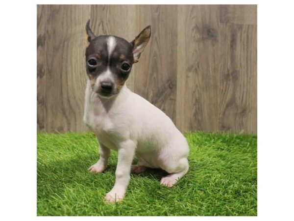 Taco Terrier-Dog-Male-Black / White-1328-Petland Lake St. Louis & Fenton, MO