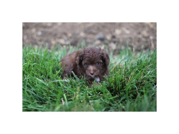 Mini Aussiedoodle-Dog-Female-Chocolate-28600-Petland Lake St. Louis & Fenton, MO