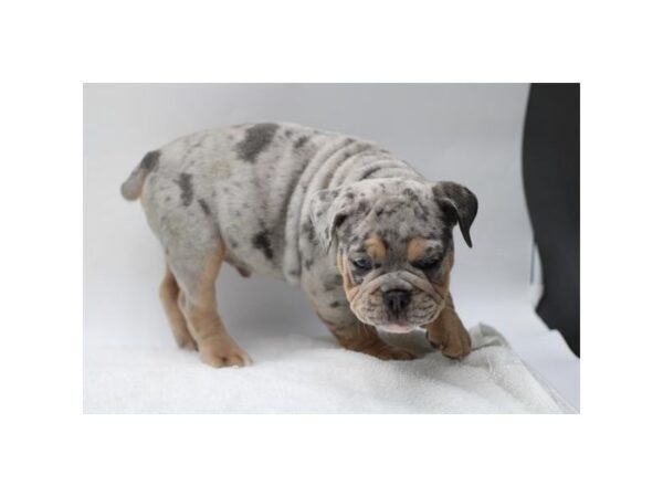 Victorian Bulldog-Dog-Male-Lilac Merle-28599-Petland Lake St. Louis & Fenton, MO