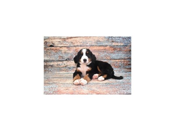Bernese Mountain Dog-Dog-Female-Black Rust and White-28605-Petland Lake St. Louis & Fenton, MO
