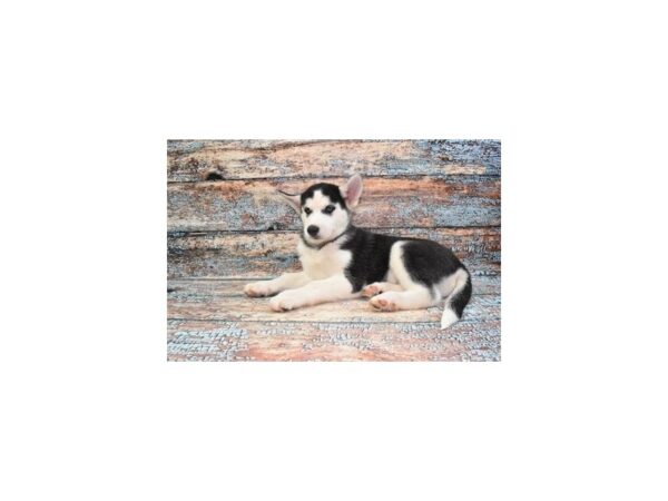 Siberian Husky-Dog-Male-Black and White-1339-Petland Lake St. Louis & Fenton, MO