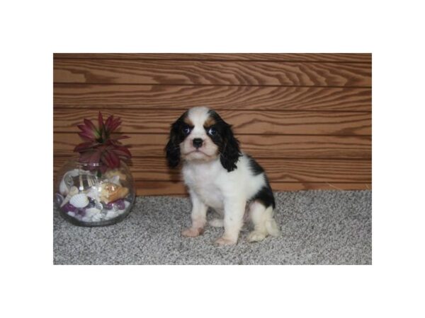 Cavalier King Charles Spaniel-Dog-Female-Black / White-28612-Petland Lake St. Louis & Fenton, MO