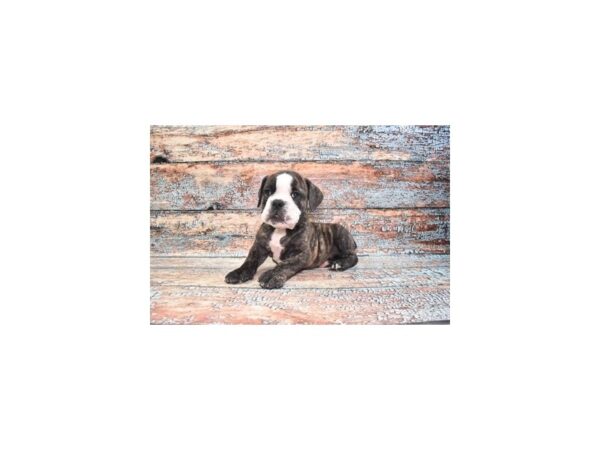 Old English Bulldog-Dog-Male-Brindle and White-1348-Petland Lake St. Louis & Fenton, MO