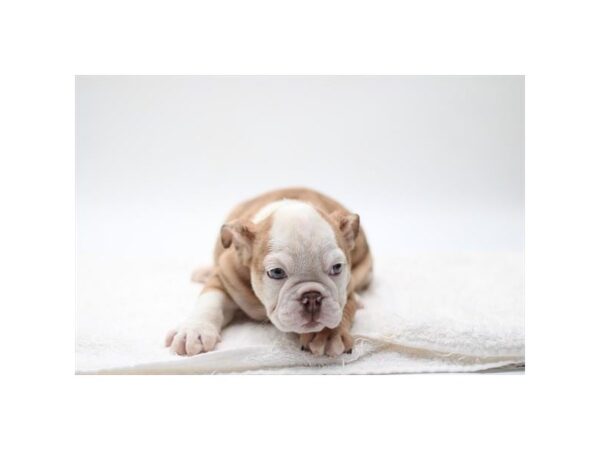 English Bulldog-Dog-Female-Chocolate Merle-1363-Petland Lake St. Louis & Fenton, MO