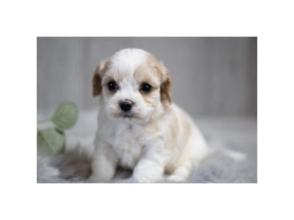 [#1196] Blenheim Male Cavachon Puppies for Sale