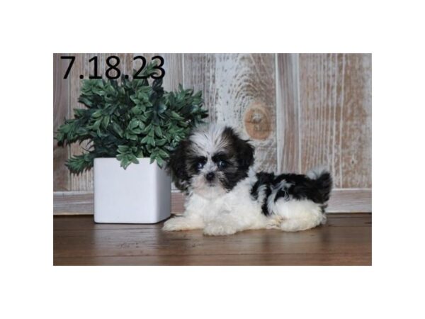 [#1264] Sable / White Female Havanese Puppies for Sale