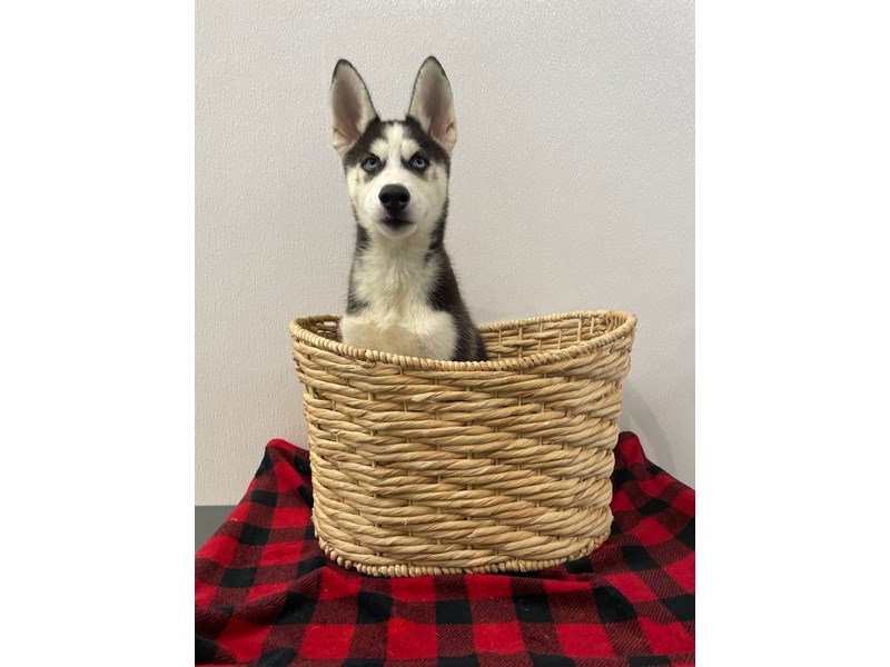 Siberian Husky Dog Male Black / White 1279