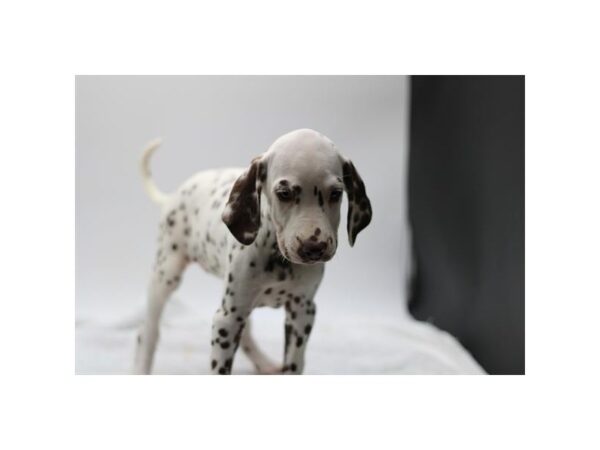 [#28558] Black / White Male Dalmatian Puppies for Sale