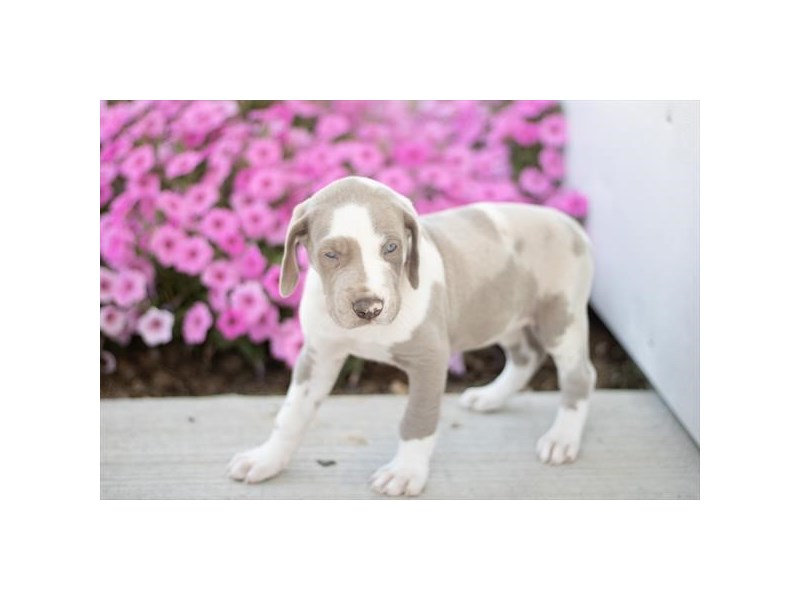 Great Dane Dog Female Lilac Harlequin 28559