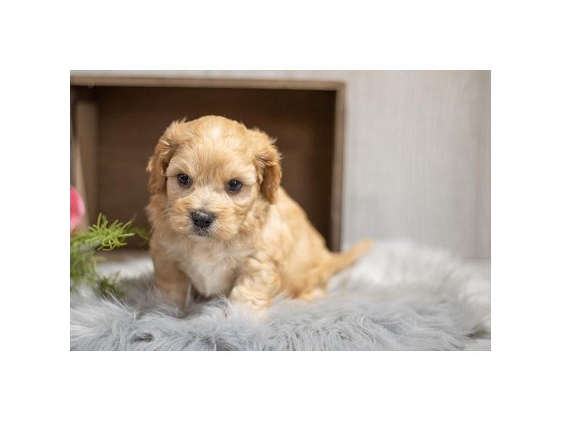 Cavachon Dog Male Apricot 1299