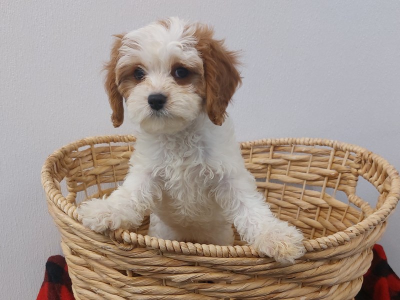 Cavapoo Dog Female Blenheim 1308
