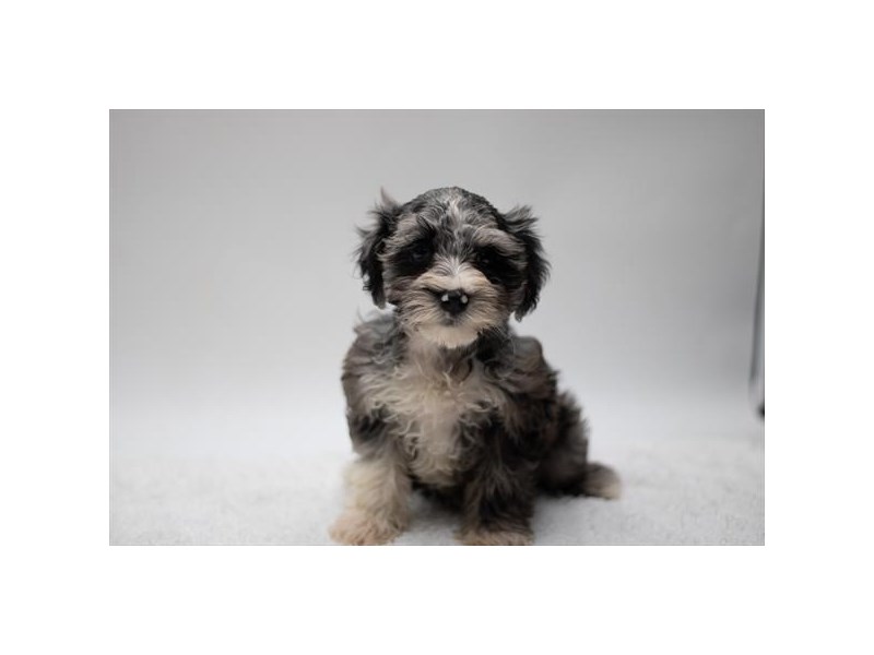 Miniature Schnauzer Dog Female Blue Merle 1315