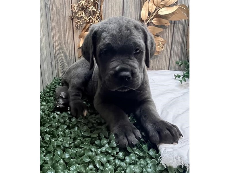 Cane Corso Dog Female Blue 1317
