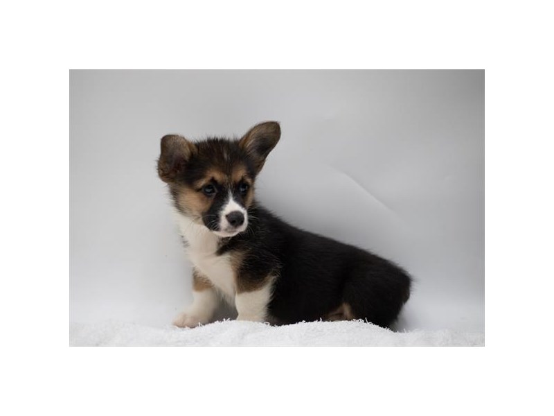 Pembroke Welsh Corgi Dog Male Tri-Colored 1322