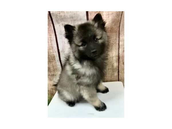[#28585] Black / Silver Female Keeshond Puppies for Sale