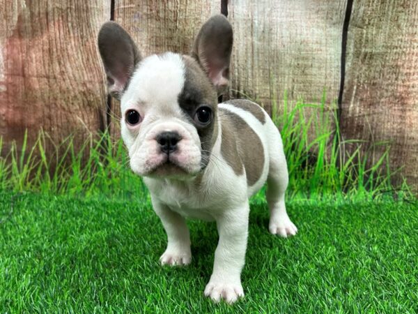 [#28590] Blue Fawn Male French Bulldog Puppies for Sale