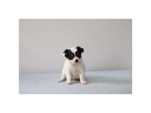 [#28597] White Female Chihuahua Puppies for Sale
