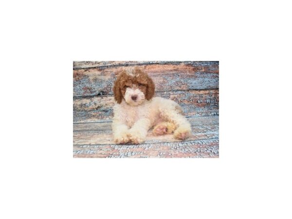 Standard Poodle-Dog-Male-Red and White-1337-Petland Lake St. Louis & Fenton, MO