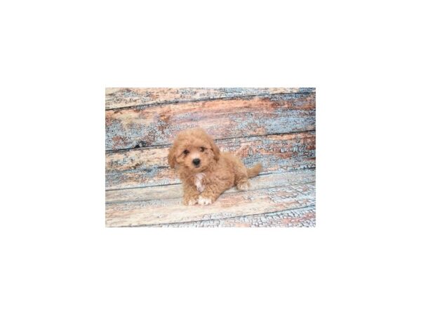 [#1344] Red Female Maltipoo Puppies for Sale