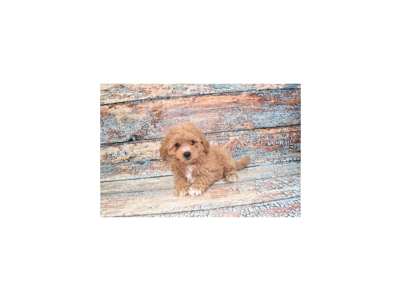 Maltipoo - 1344 Image #1