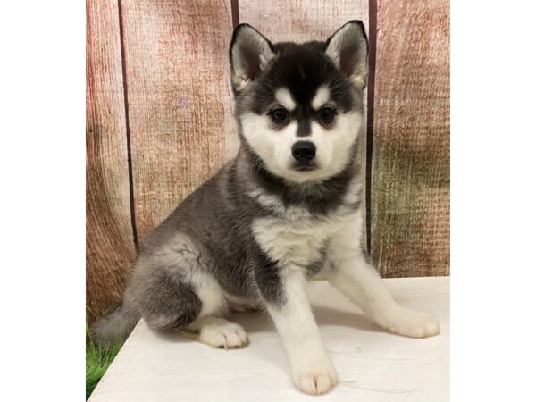 [#28610] Black / White Male Alaskan Klee Kai Puppies for Sale