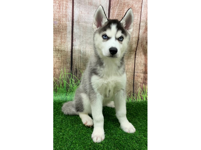 Siberian Husky Dog Female Black / White 28608