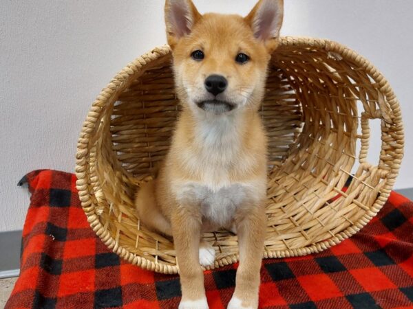[#1353] Red Sesame Female Shiba Inu Puppies for Sale