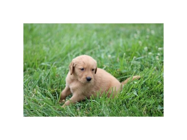 [#1364] Golden Female Golden Retriever Puppies for Sale