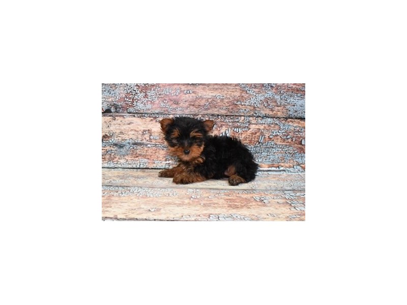 Yorkshire Terrier Dog Male Black and Tan 28629