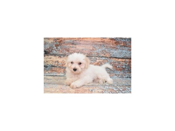 Coton De Tulear-Dog-Female-White-28630-Petland Lake St. Louis & Fenton, MO