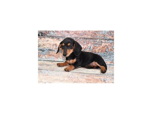 Dachshund-Dog-Female-Black and Tan-28626-Petland Lake St. Louis & Fenton, MO