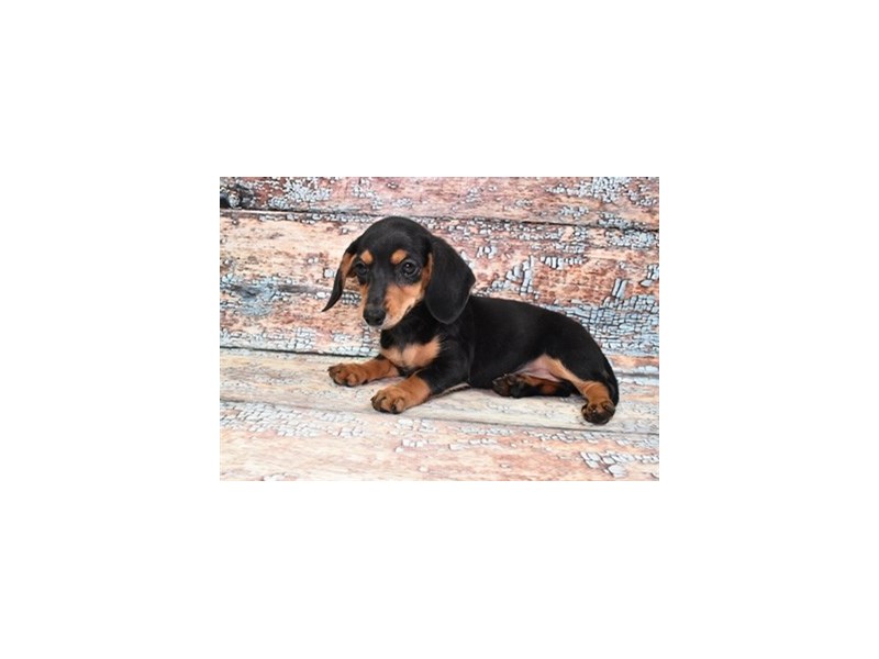 Dachshund Dog Female Black and Tan 28626
